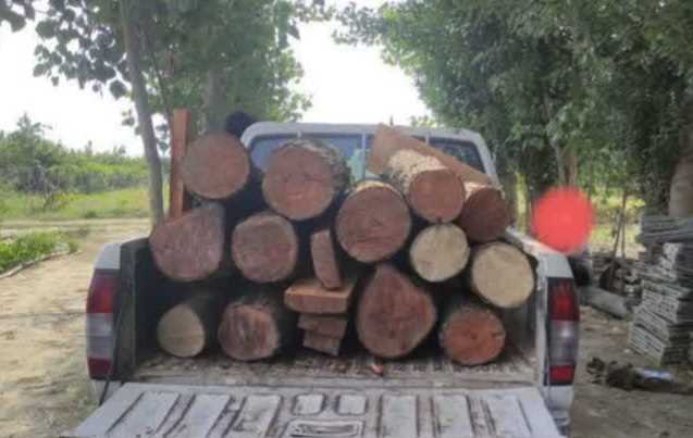 بازداشت موقت ۲۱ قاچاقچی چوب در مازندران